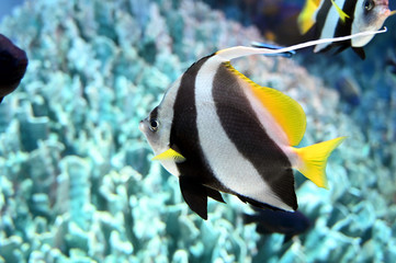 可愛いおちょぼ口で泳ぐ美しいハタタテダイ（日本の東京池袋サンシャイン水族館）