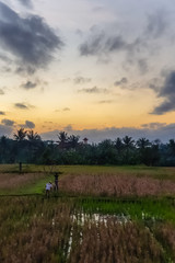 Obraz na płótnie Canvas Amazing sunrise view in Ubud, Bali, Indonesia