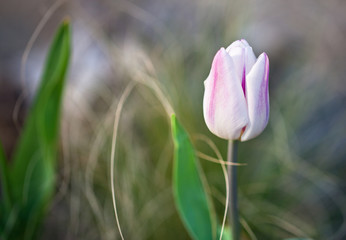 Biało fioletowy tulipan