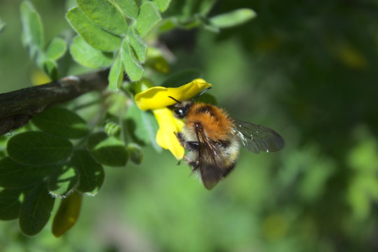 Hummel am Blasenstrauch