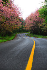 Fototapeta premium Wild himalayan cherry blossom blooming on romantic road Doi Ang Khang Chiang mai, Thailand