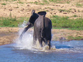 Wildlife
