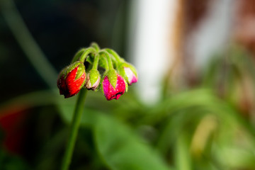 flower buds of a pink flower in a pot