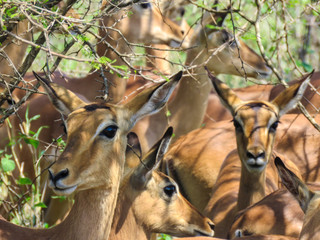 Wildlife