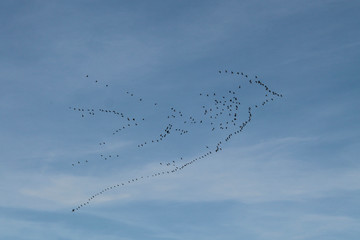 Flying away birds the key. Blue sky background