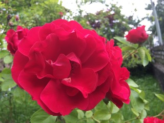 Flores en primavera.