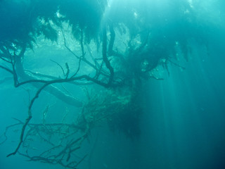 Obraz premium Arbol bajo el agua con juego de luz.
