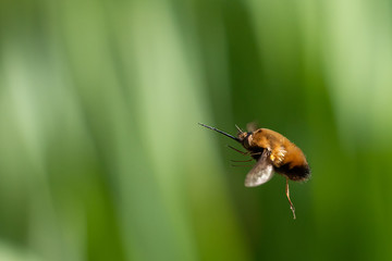 A bee fly in flight on a sunny day in spring