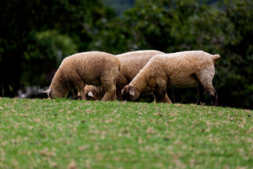 Obraz premium ovinos