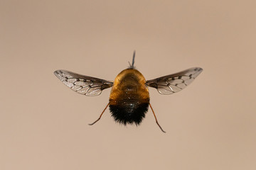 A bee fly in flight on a sunny day in spring