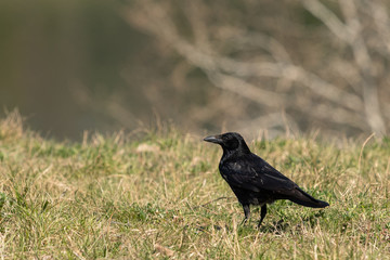 A carrion crow sitting in a meadow on a sunny day in spring