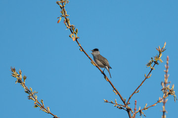 Eurasian Blackcap sitting and singing on a tree
