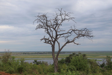 Fototapeta na wymiar Sedudu Island, Kasane, Botswana, Chobe National Park, tree