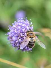 The dronefly Eristalis tenax collecting pollen on a devil's-bit scabious flower