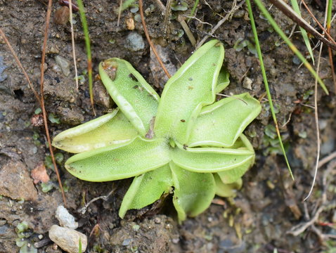 The insectivorous plant common butterwort Pinguicula vulgaris sticky rosette