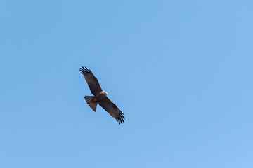 A black kite flying in front of blue sky