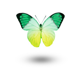 Color butterfly , isolated on white background