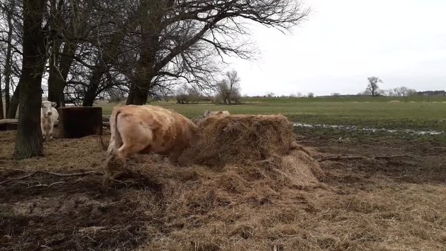mad cow at a bale of hay