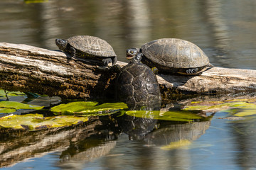 Obraz premium European pond turtles sunbathing on a piece of wood in a pond