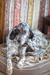 Cocker spaniel.