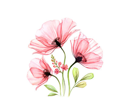 Watercolor Poppy bouquet. Three abstract red flowers and fresia isolated on white. Realistic hand painted artwork with transparent petals. Botanical illustration for cards, wedding design