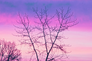 a tree against the backdrop of pink dawn