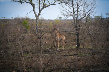 Naklejka premium Wildlife