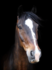 Fototapeta na wymiar Beautiful Horse Head Shot