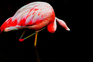 flamingo