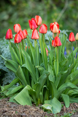 A group of red tulips in springtime