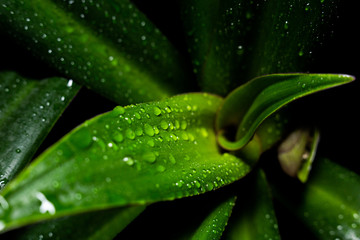 drops of water on large green leaves