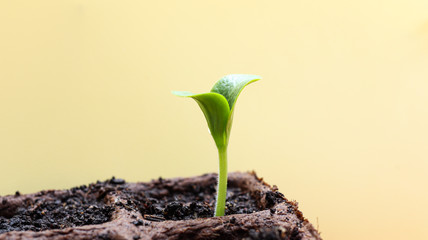 oung bright green sprout of courgette, sprouted from seed, in peat pot on light background, the concept of gardening and spring plantings in the garden. Closeup, isolated