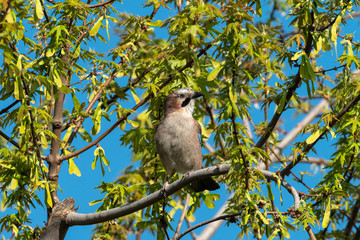 Eurasian Jay sitting in a tree on a sunny day in spring