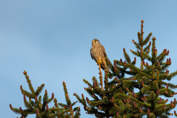 A Common Kestrel sitting on a spruce