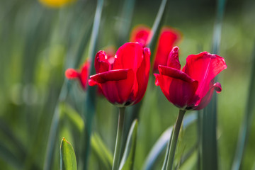 red tulips on a green background - 338796644