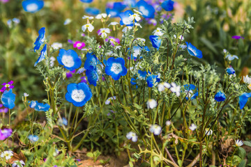 Blumenwiese mit vielen blau-weißen Blüten im Frühling - 338796811