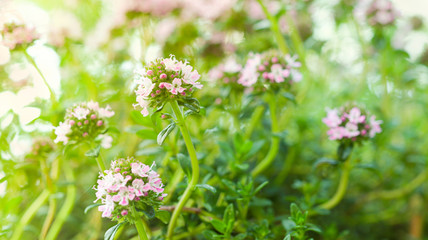 Spring thyme or thymus blooming in the garden