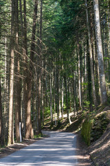 Forest of Vallombrosa in Tuscany