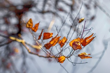 Scenic last yellow golden shining autumn leaves on the branch on a gray background. Evening light