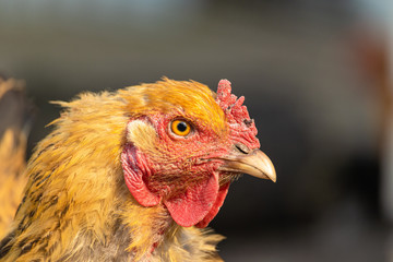 Head of a red hen close-up. Brown feathered domestic bird that lays eggs. Rural life on a farm with homemade products