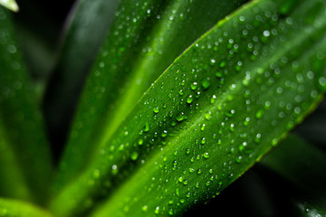 drops of water on large green leaves