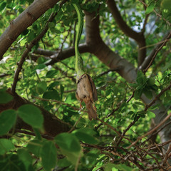 A green whip snake (Ahaetulla prasinus) swallows a caught bird in the crown of a tree. Thailand.