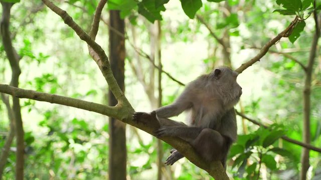 Funny monkey on the background of green jungle sitting on a branch of a tropical tree. Monkey forest in Ubud is a tourist destination.