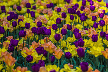 field of colorful tulips - 338797286