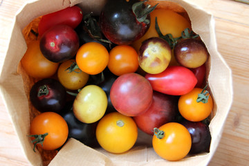 bunte Tomaten