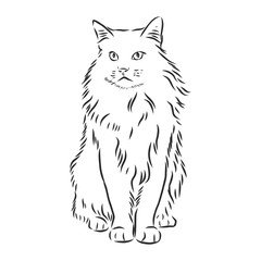 domestic cat, realistic vector sketch illustration, the sign of the cat