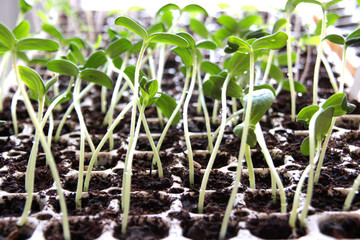 Tomaten Keimling