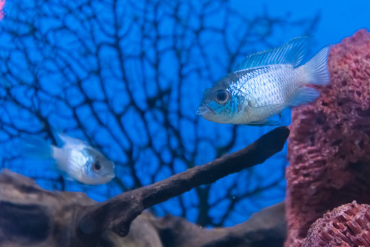 Blue Chromis Chromis atripectoralis, an aquarium fish in an aquarium with no blue background.