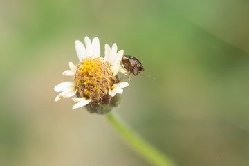 Macro flowers and insects