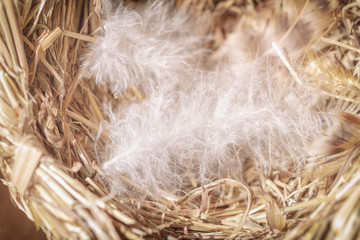 Empty bird's nest, with soft fluffy feathers. Concept of a warm comfortable home